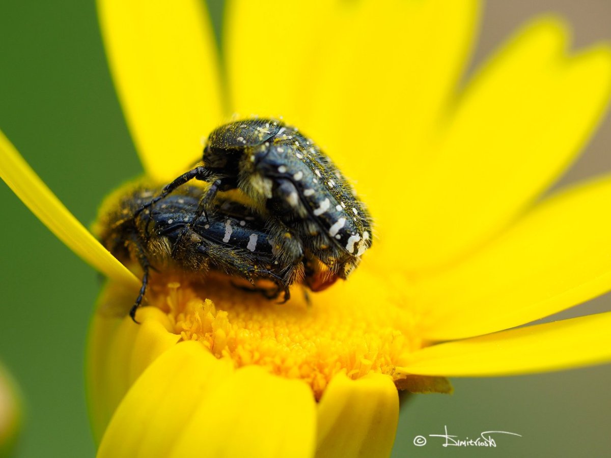 _4100192 copy_WM.jpg