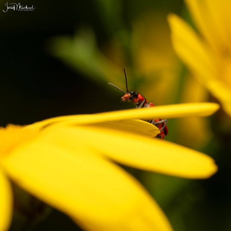 ARV03379-Edit web.jpg