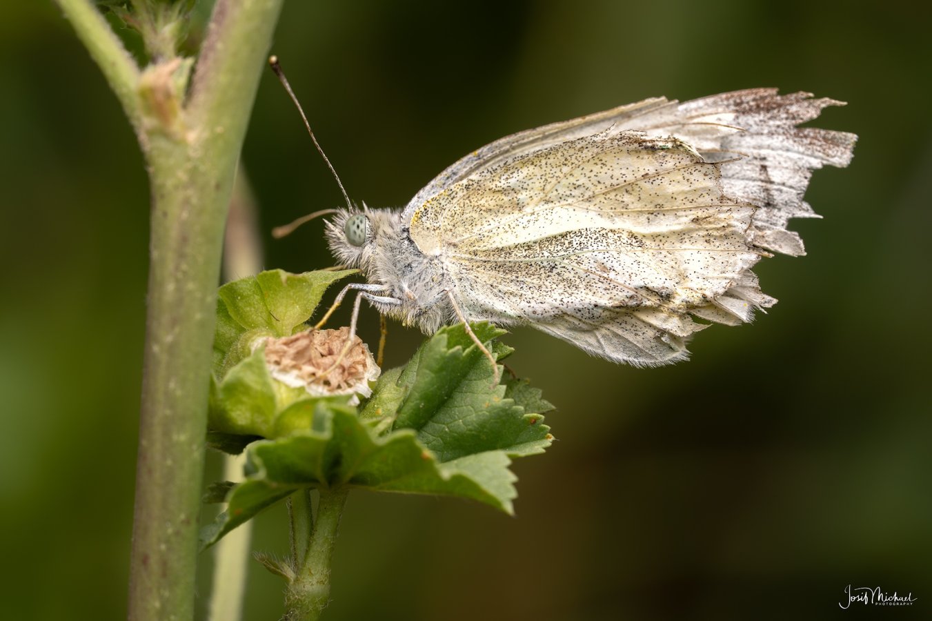 ARV03327-Edit web.jpg