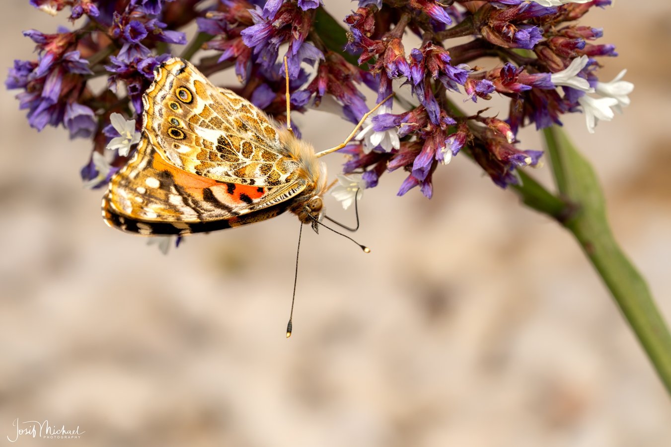 ARV03348-Edit web.jpg