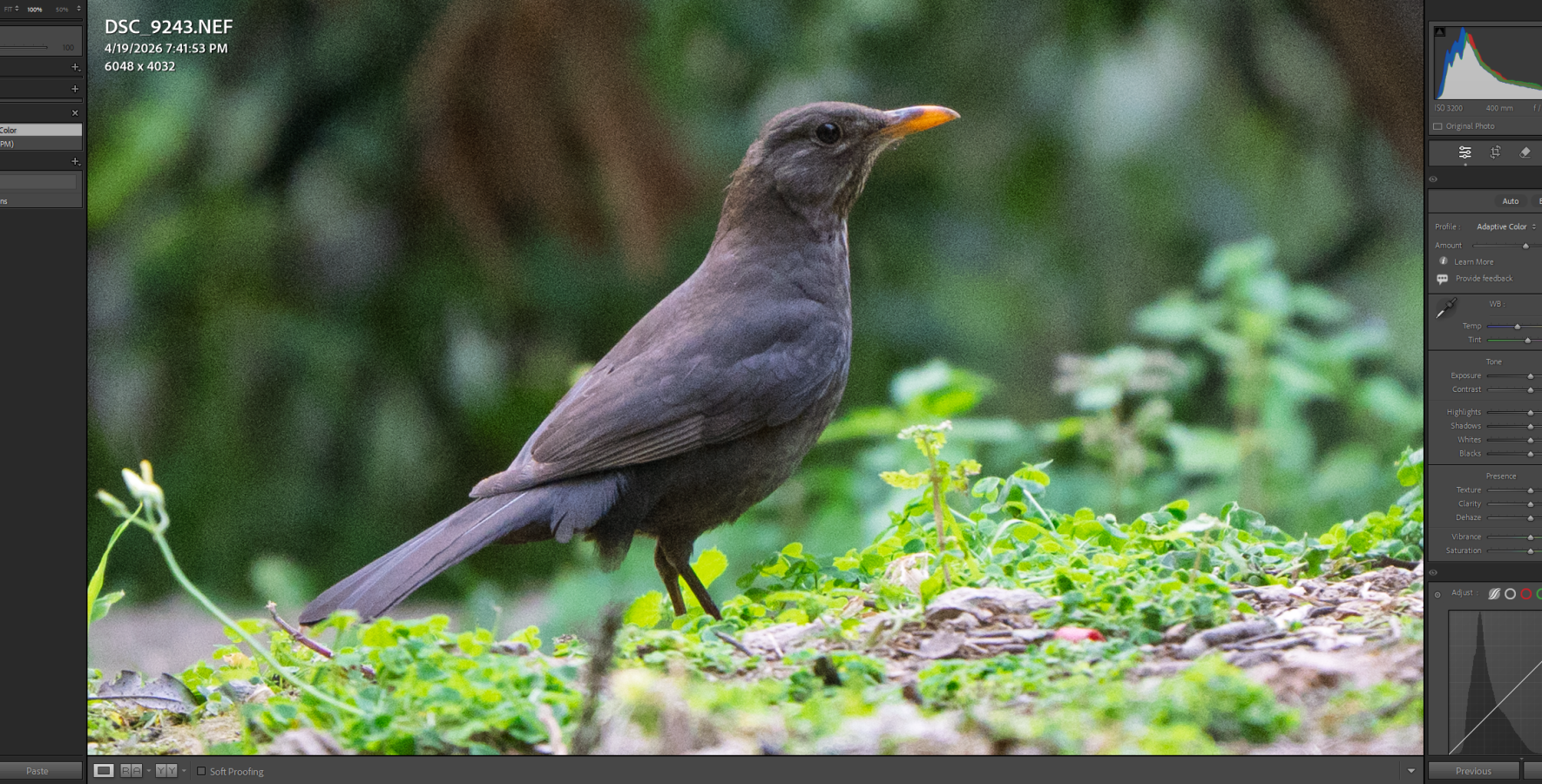 LR ADAPTIVE COLOR 12.png