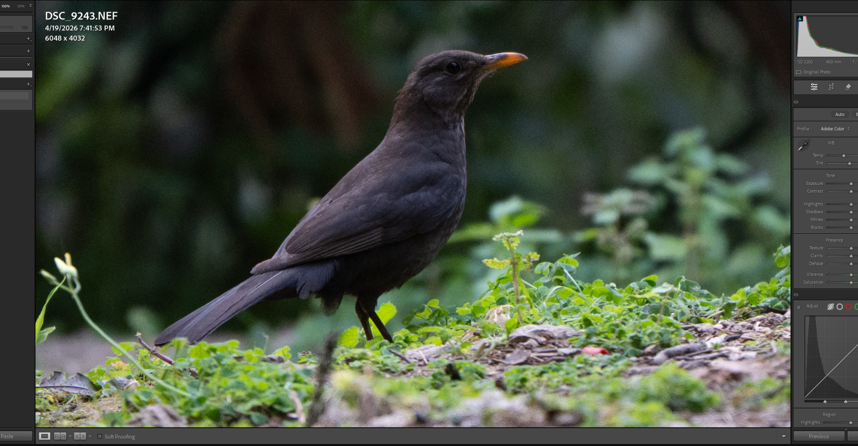 LR ADOBE COLOR 12.png