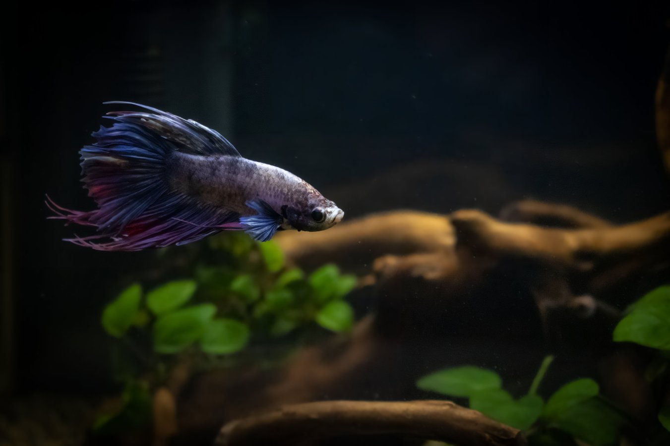 crowntail-betta_49731708256_o_MoreDetail-v3_5000x3333.jpg