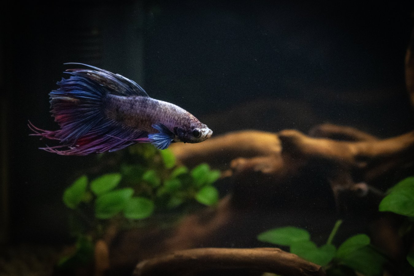 crowntail-betta_49731708256_o.jpg