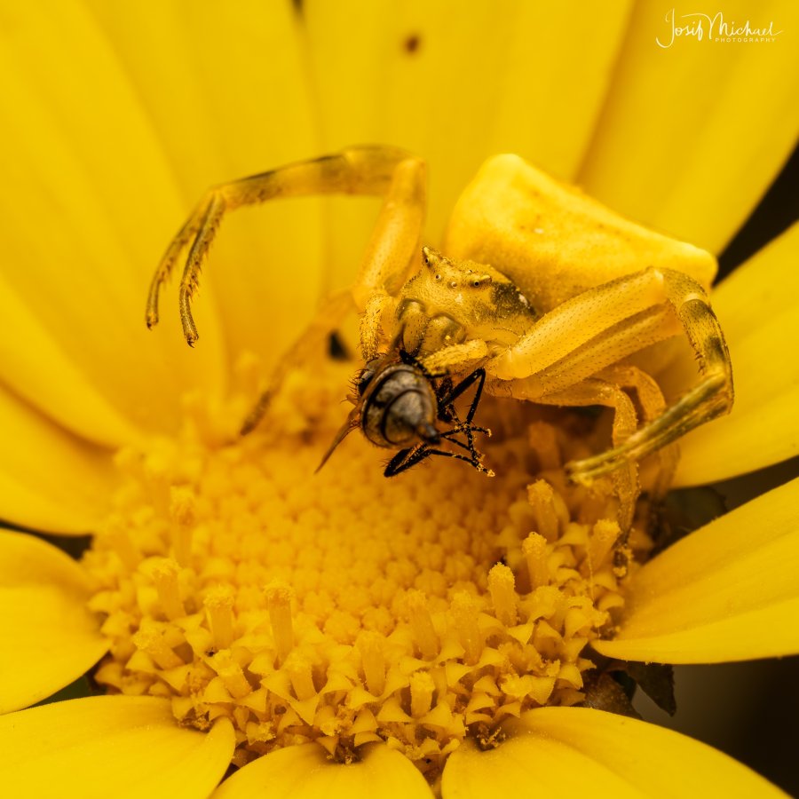 ARV03412-Edit web.jpg