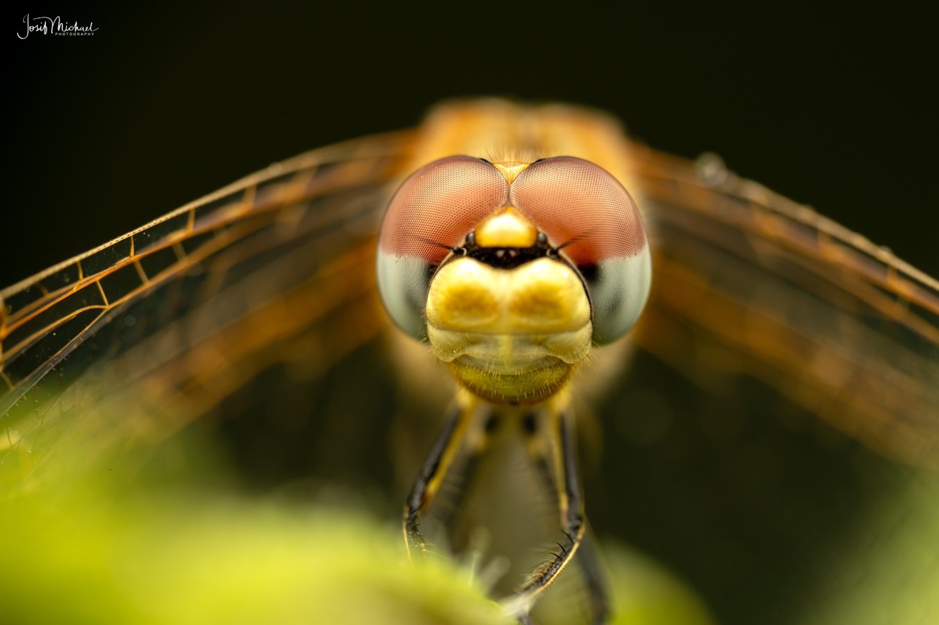 ARV03550-Edit web.jpg