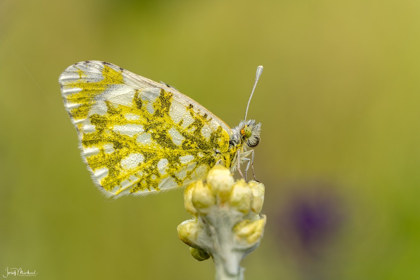 ARV03688-Edit web.jpg