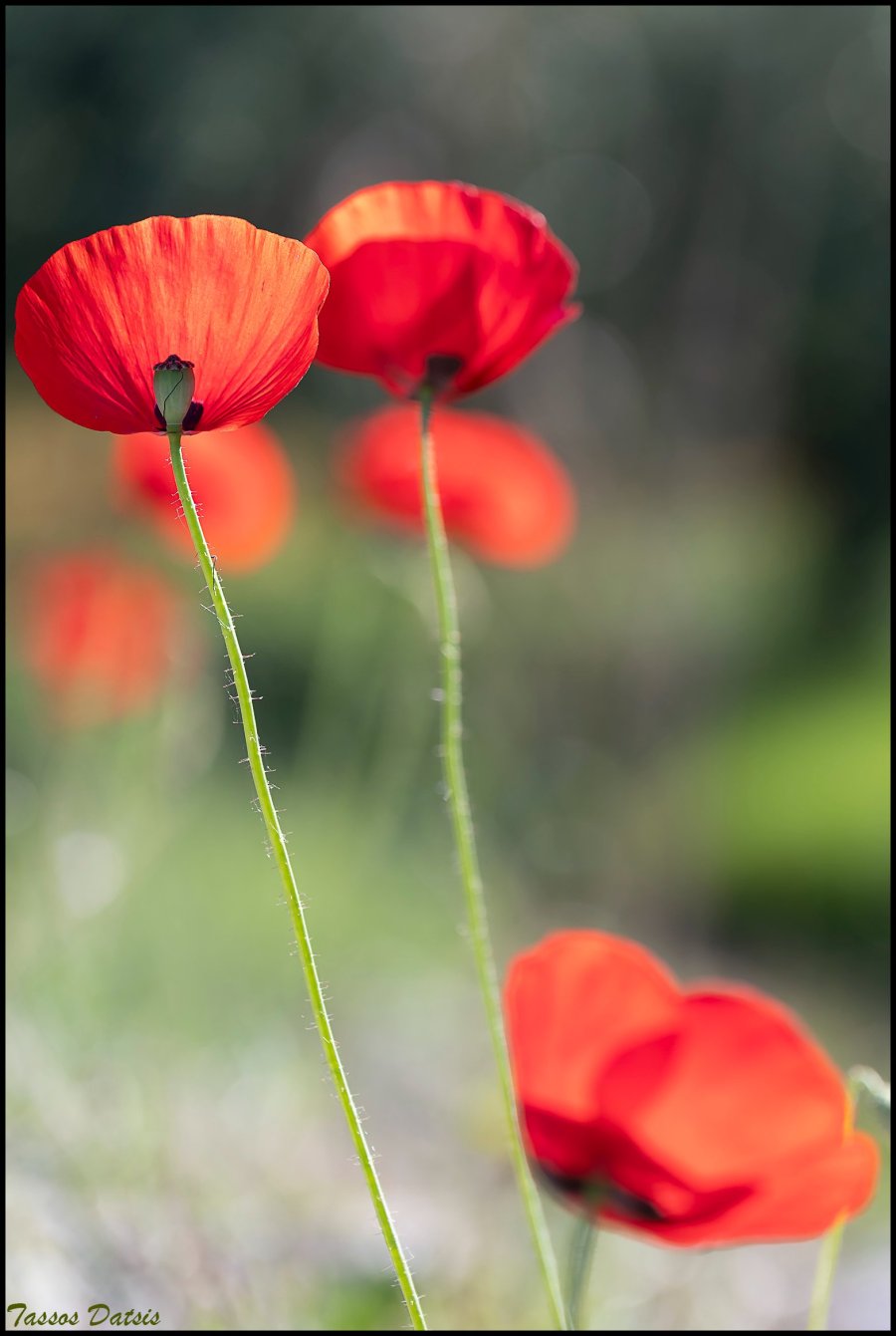 _DSC6057b.jpg