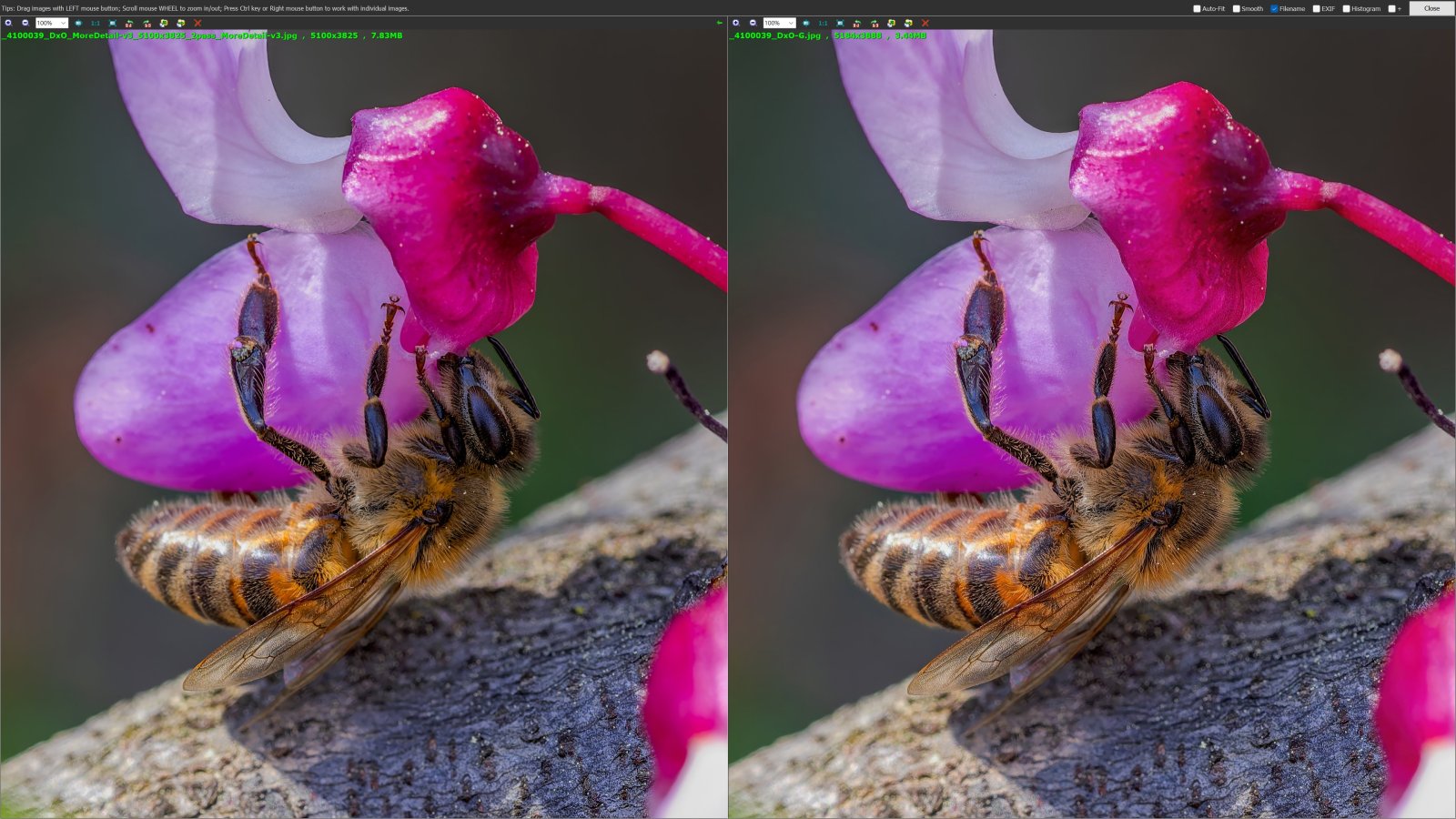 Bee_A.jpg Bee_A.jpg
