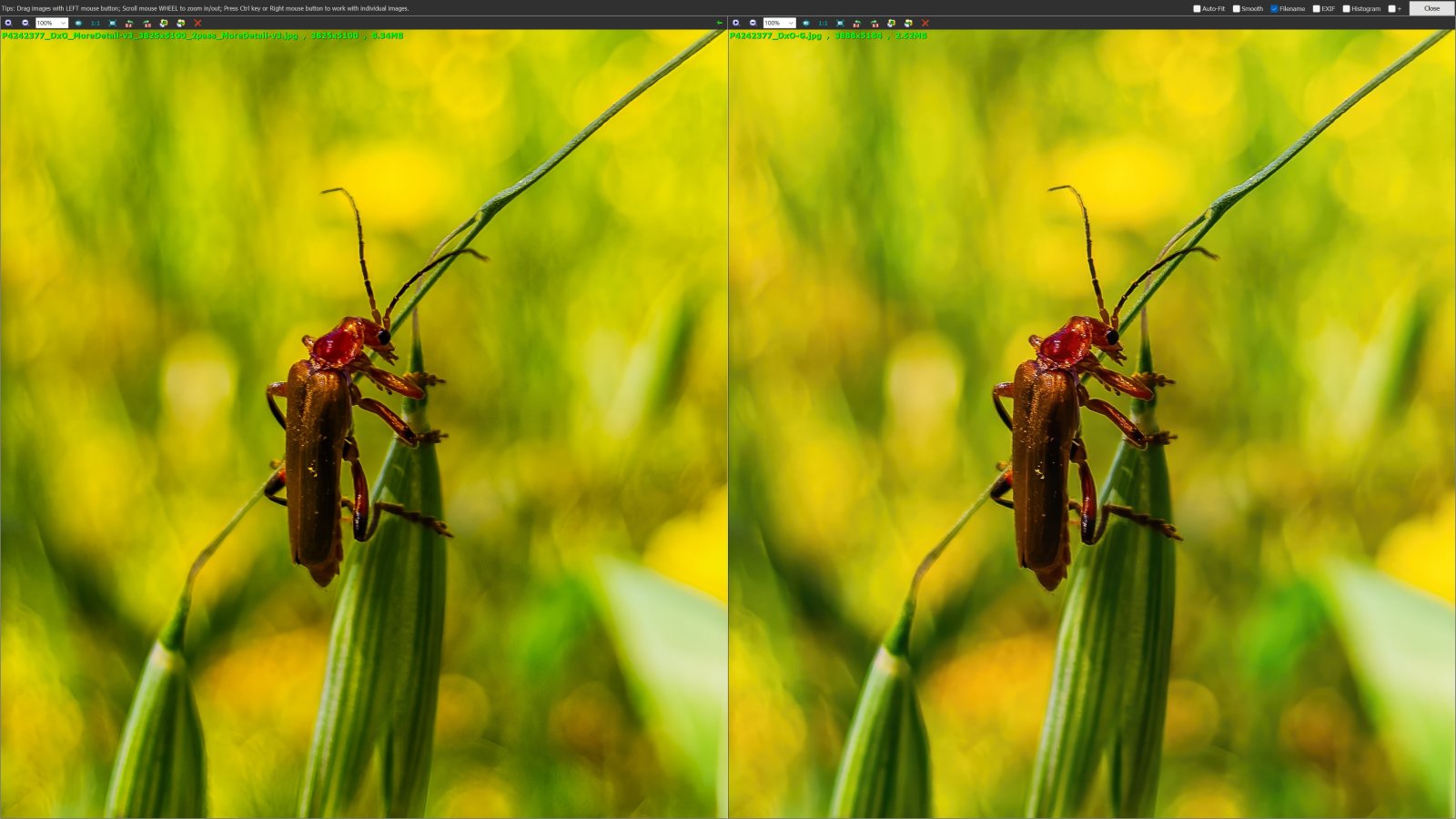 Bug_A.jpg Bug_A.jpg