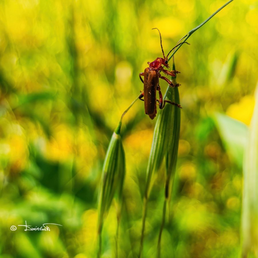 P4242377_DxO-G3Q copy_WM.jpg