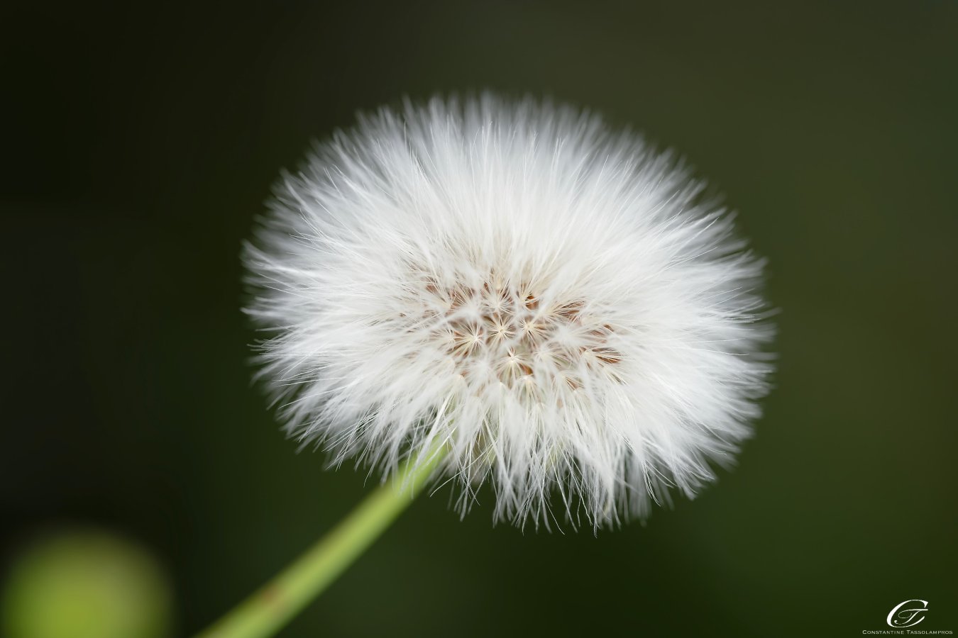 Dandelion seed head.jpeg