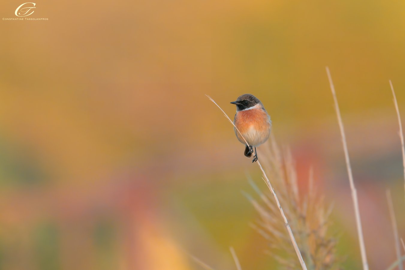 European Robin.jpg