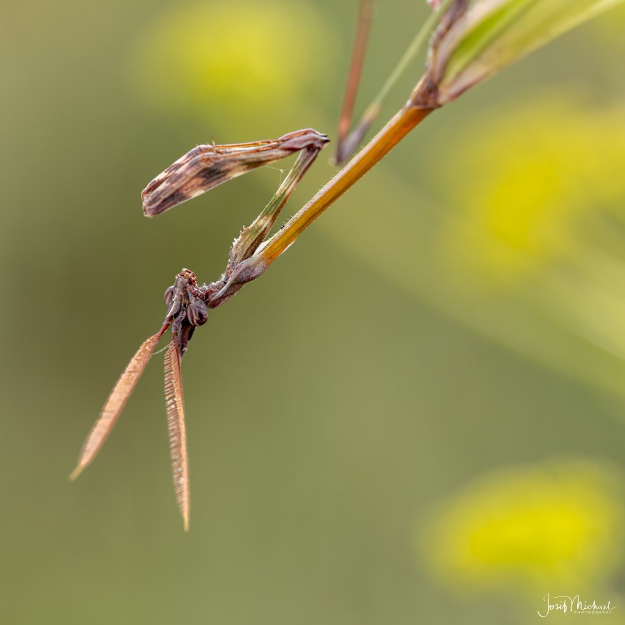 ARV00637-Edit web.jpg