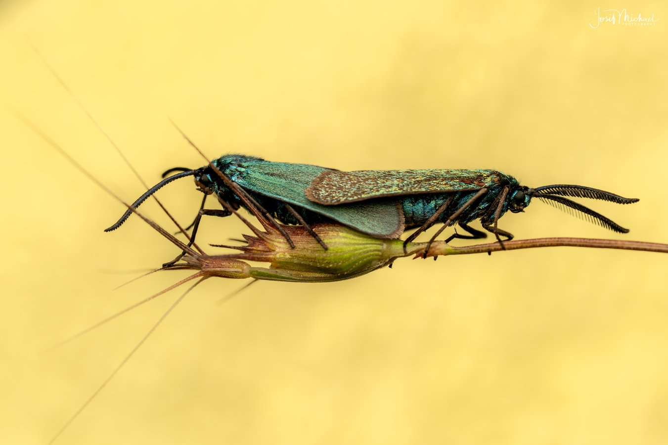 ARV00700-Edit web.jpg