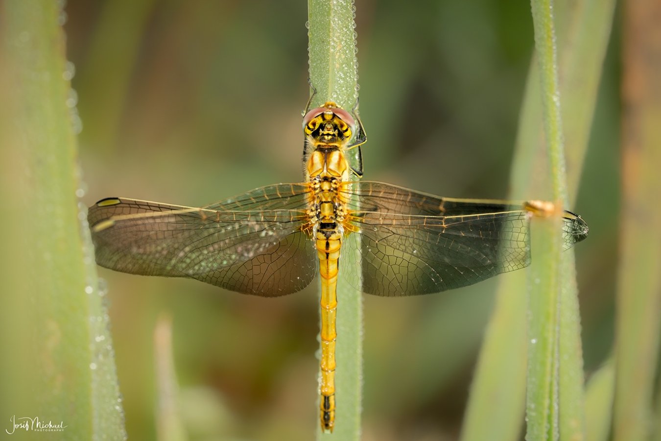 ARV03504-Edit web.jpg