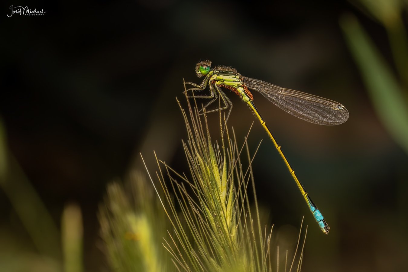 ARV03651-Edit web.jpg