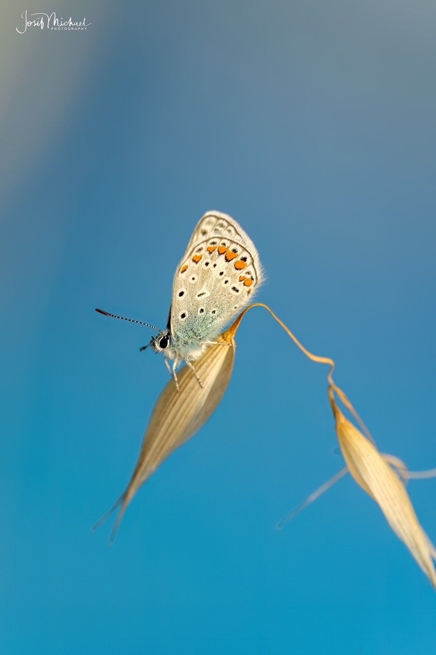ARV01742-Edit web.jpg