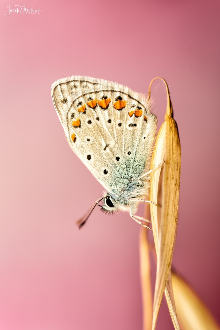 ARV01752-Edit web.jpg
