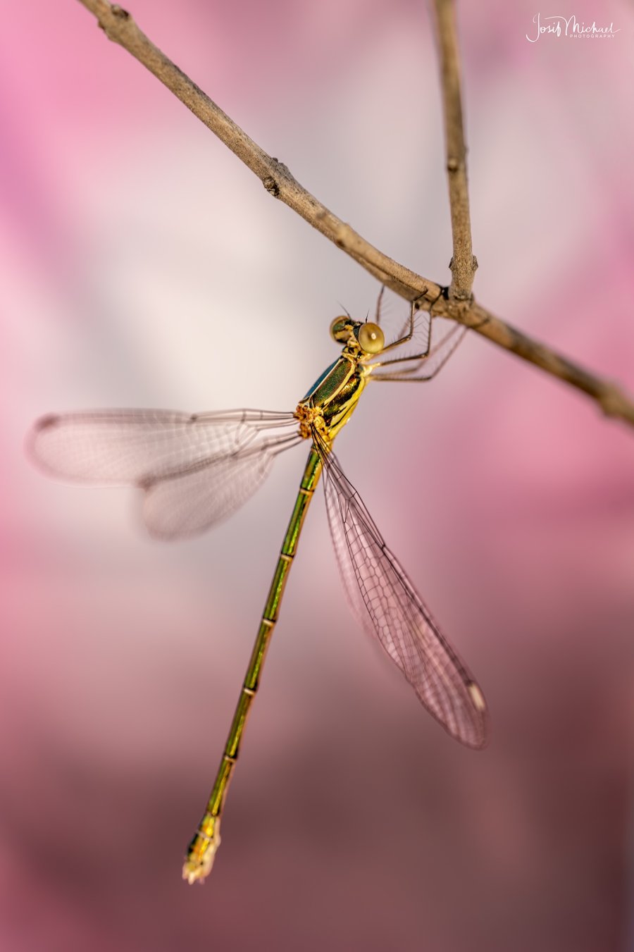 ARV01657-Edit web.jpg