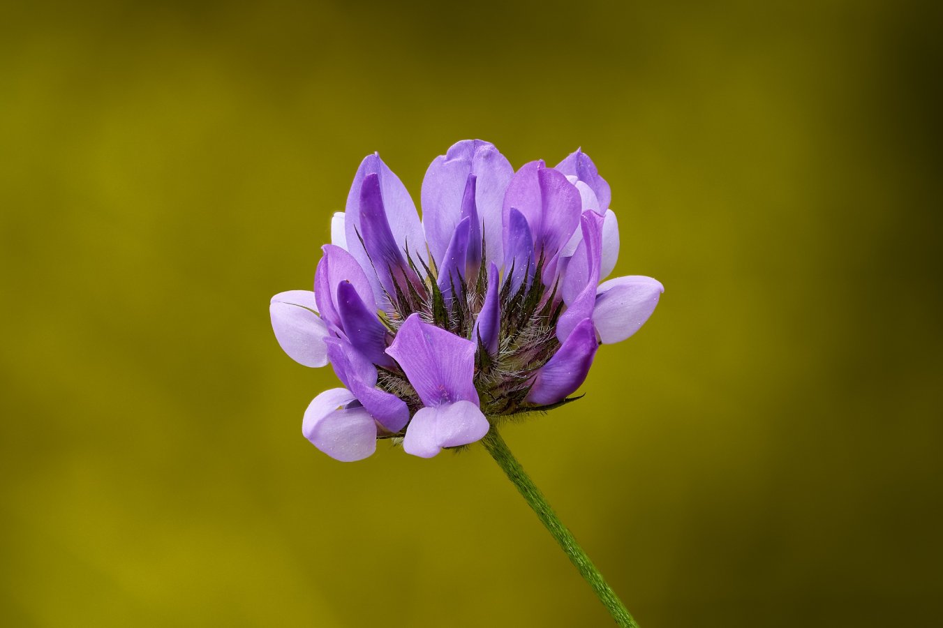 20230509_Flower_Focus merge 3_DxO.jpg