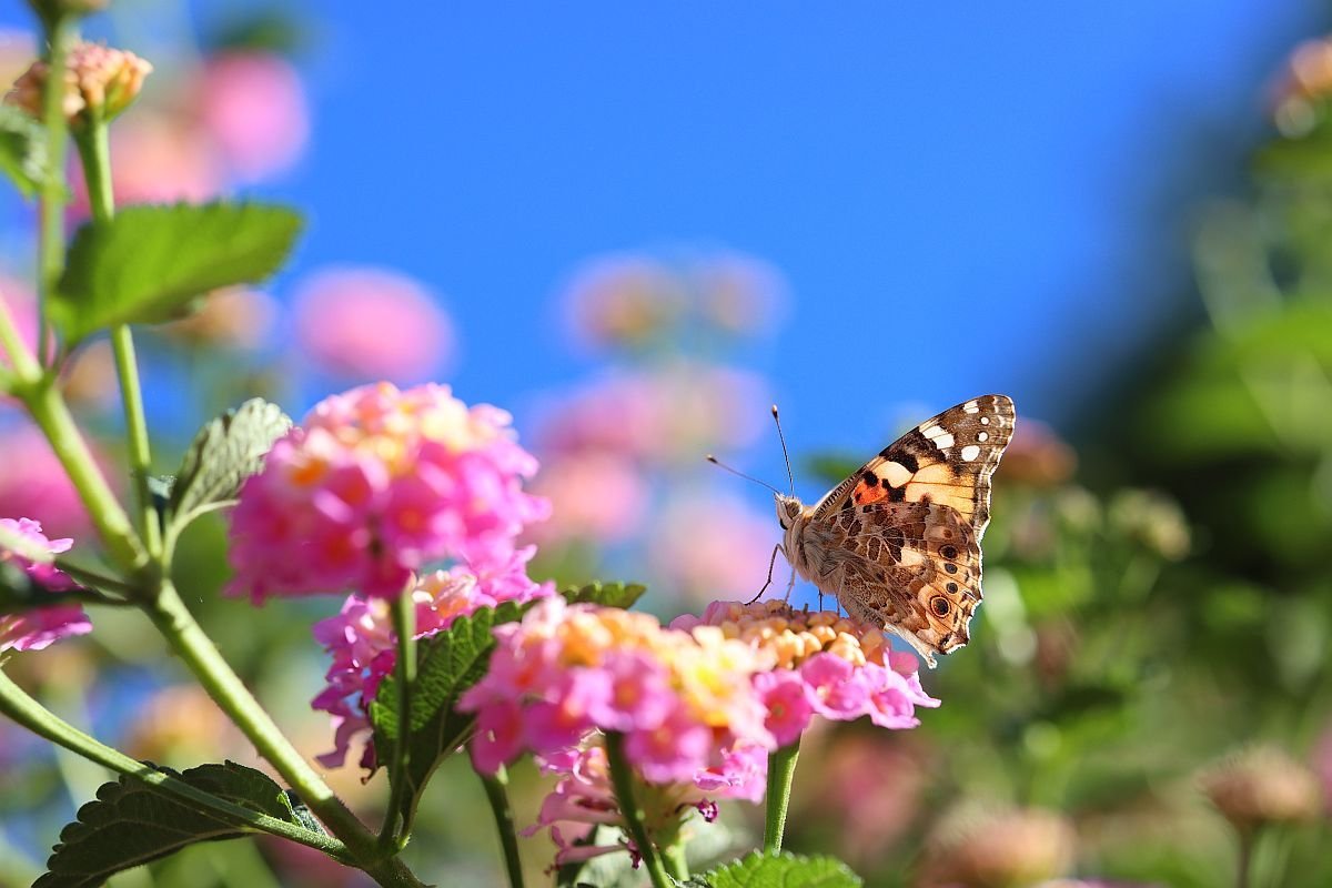 IMG_0332_resize1200.jpg