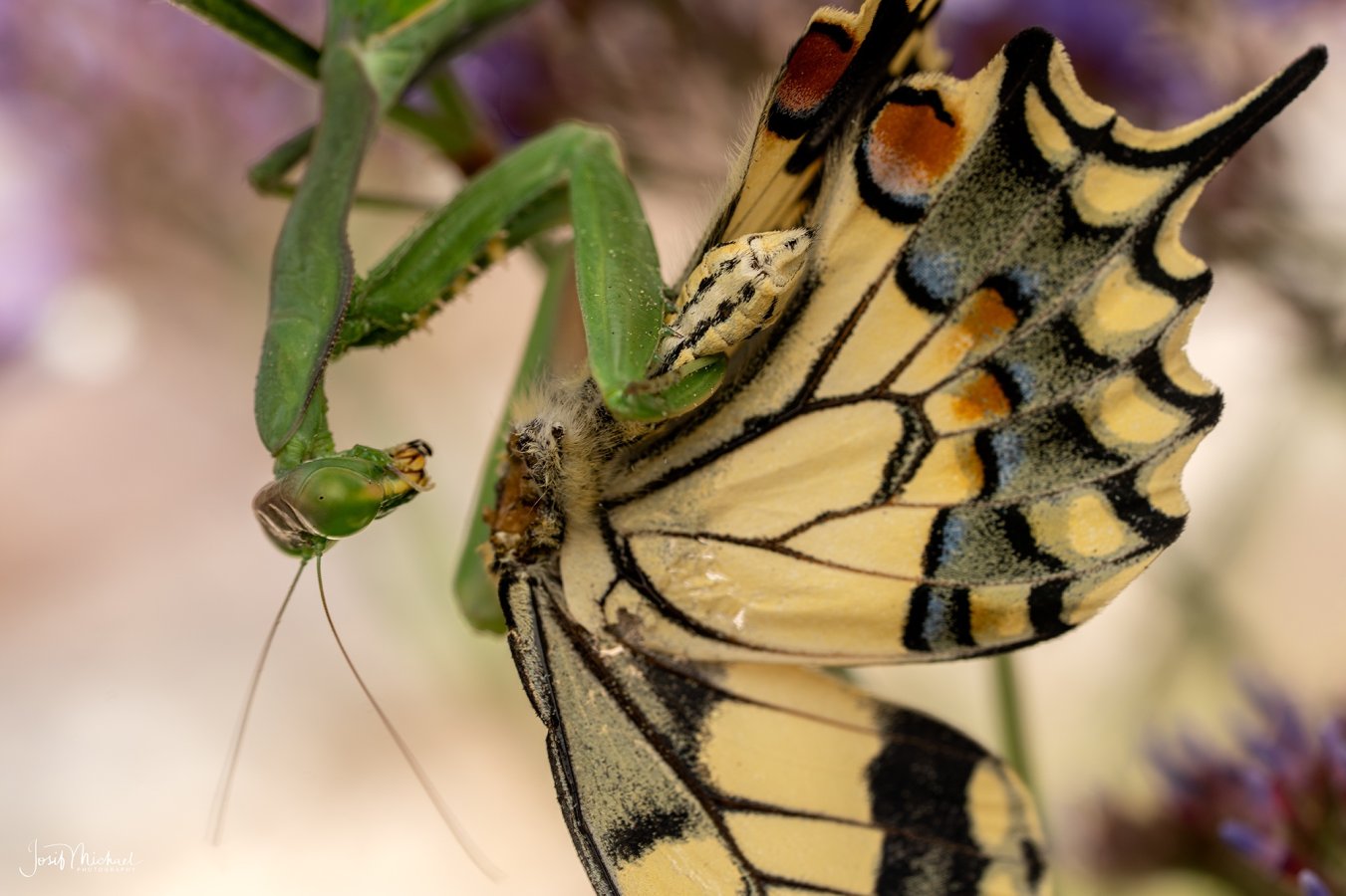 ARV02455-Edit web.jpg