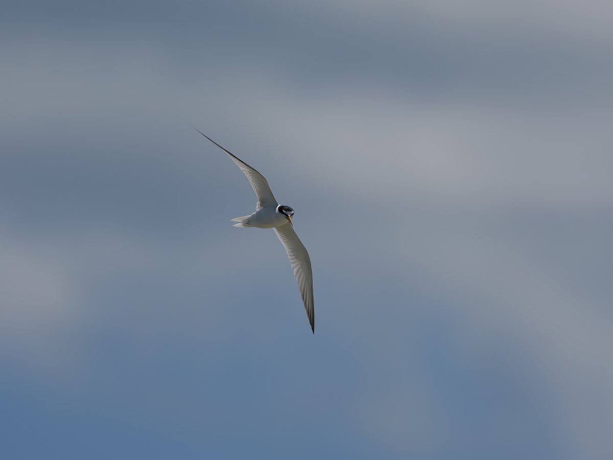 P1003849_Sweb.jpg