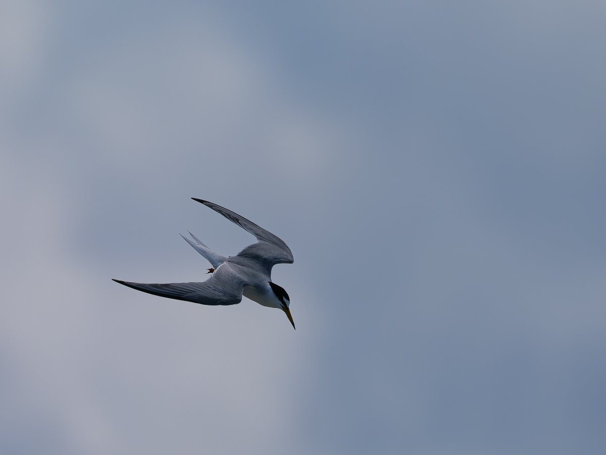 P1004037_Sweb.jpg