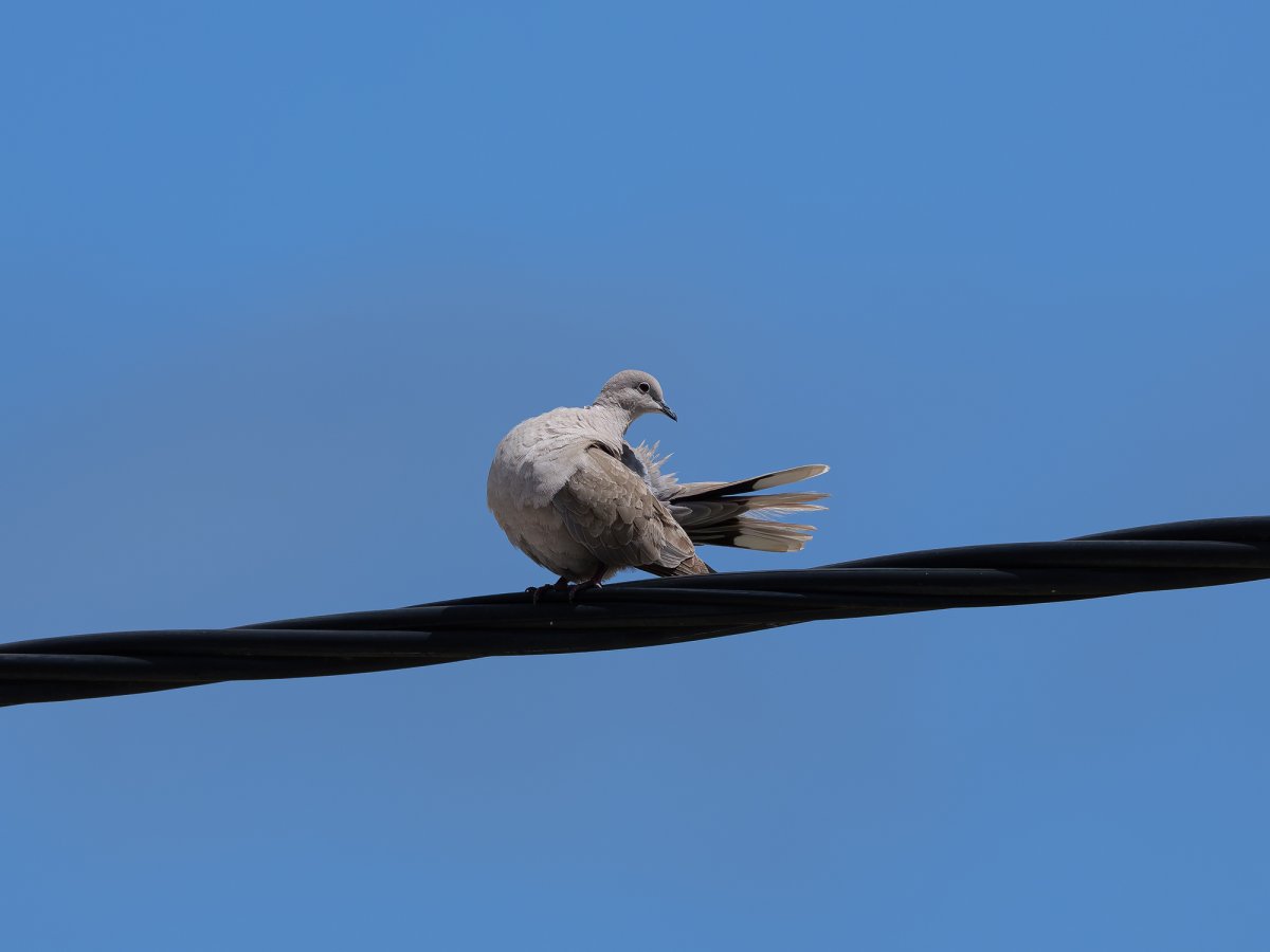 P1003592_Sweb.jpg