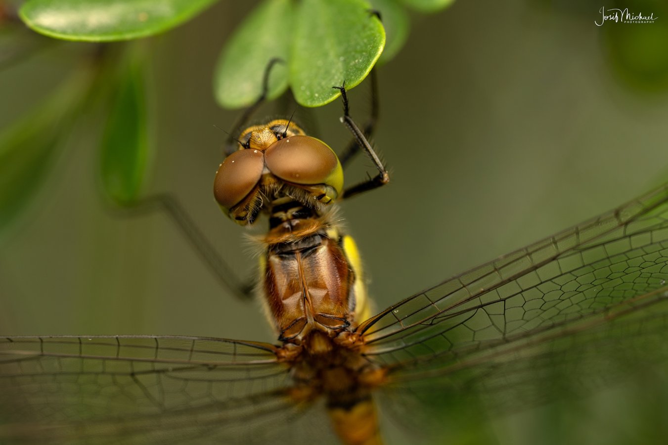 ARV02435-Edit web.jpg
