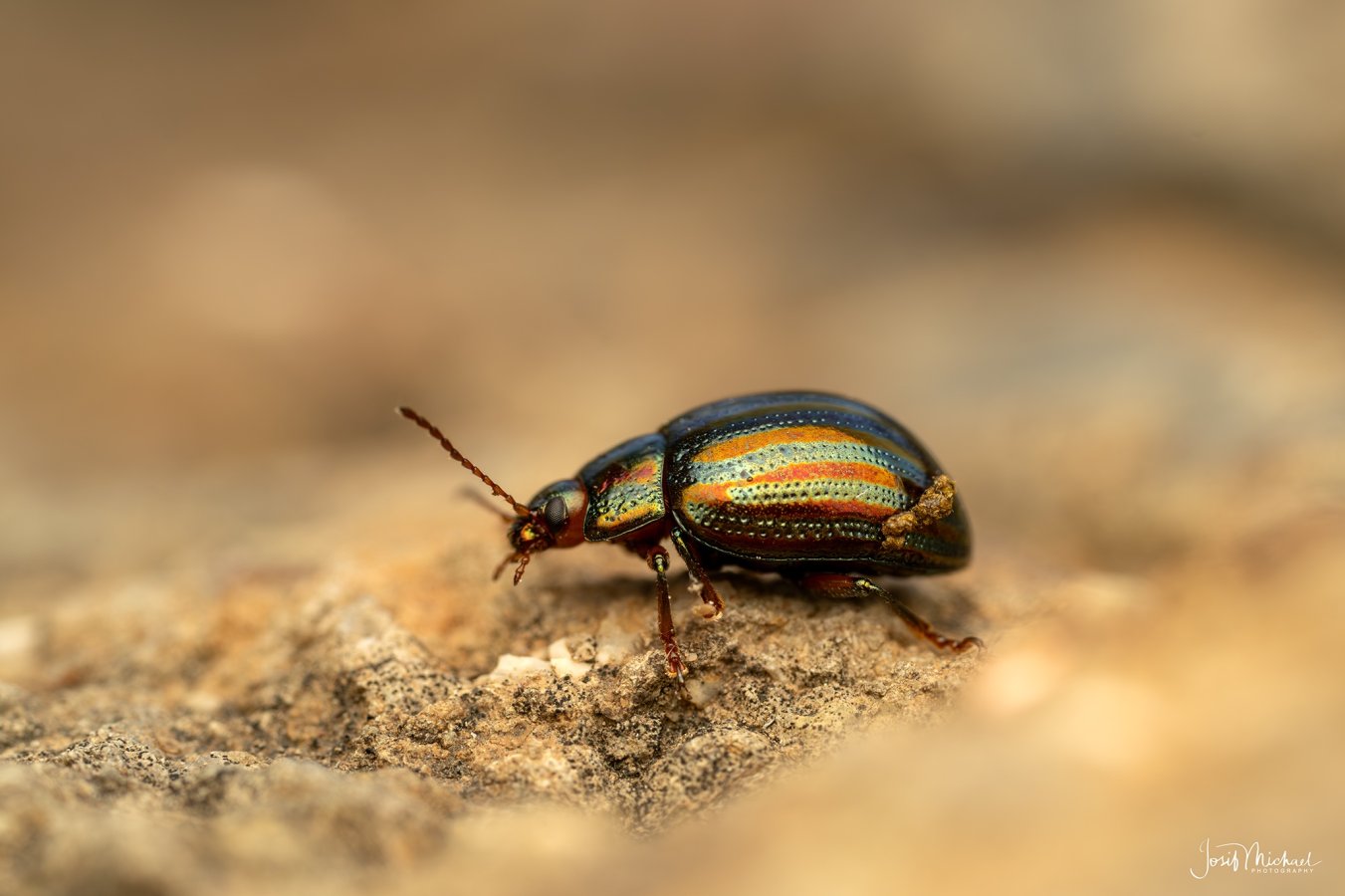 ARV02349-Edit web.jpg