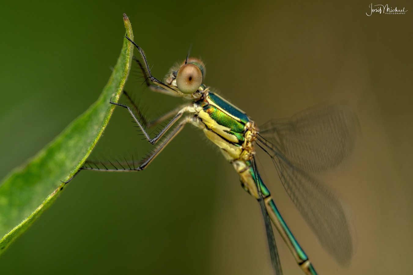 ARV02371-Edit web.jpg