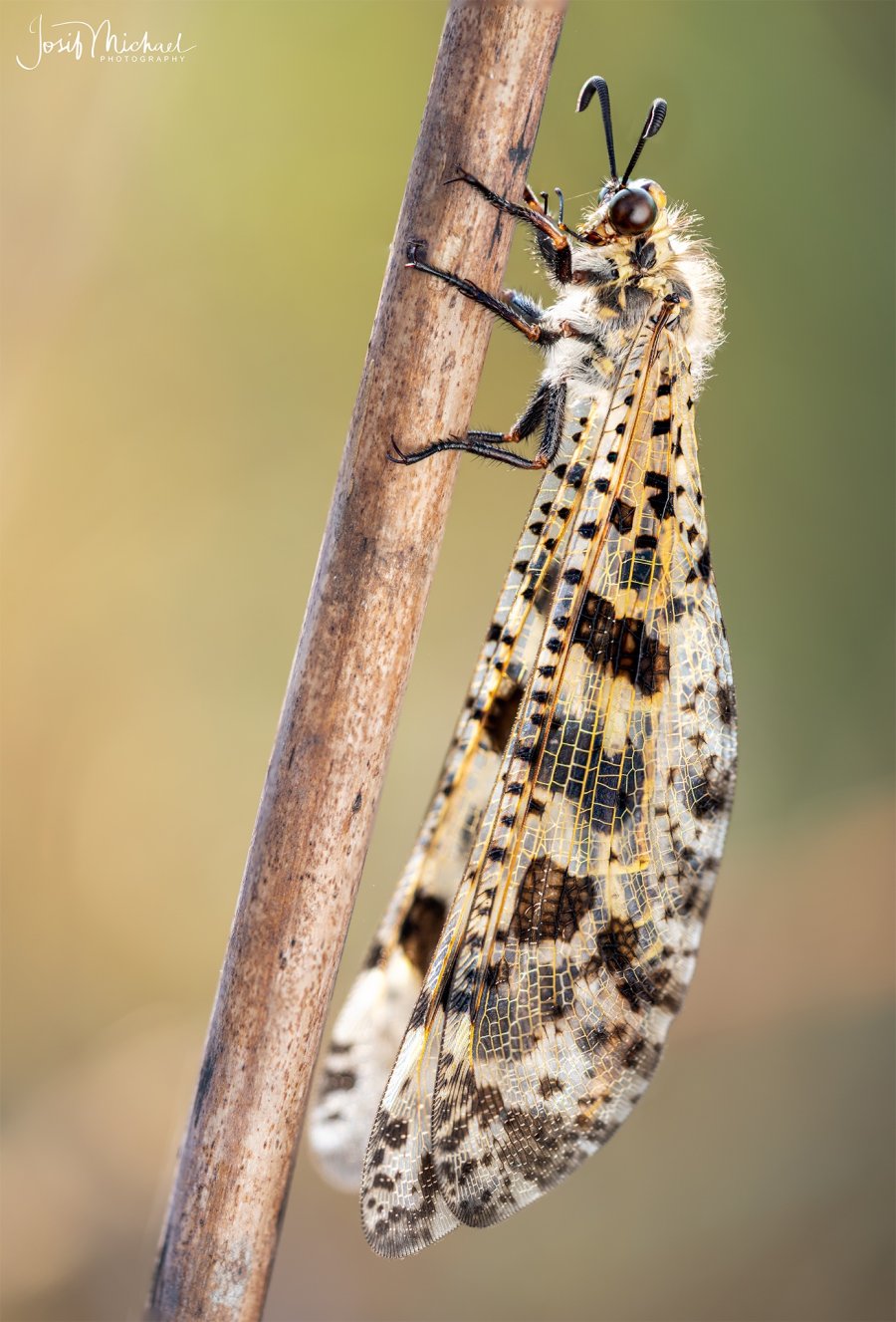 ARV00298-Edit web.jpg