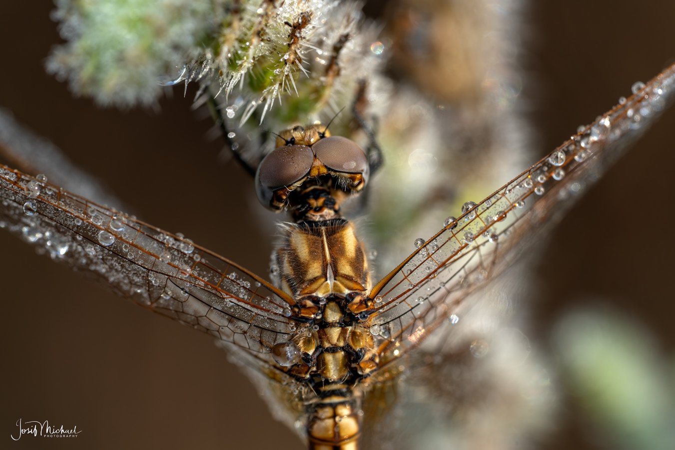 ARV00524-Edit web.jpg