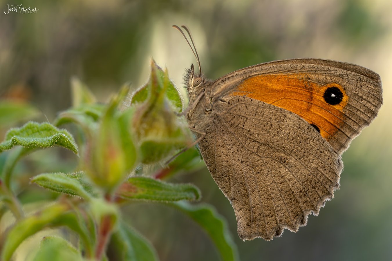 ARV00619-Edit web.jpg