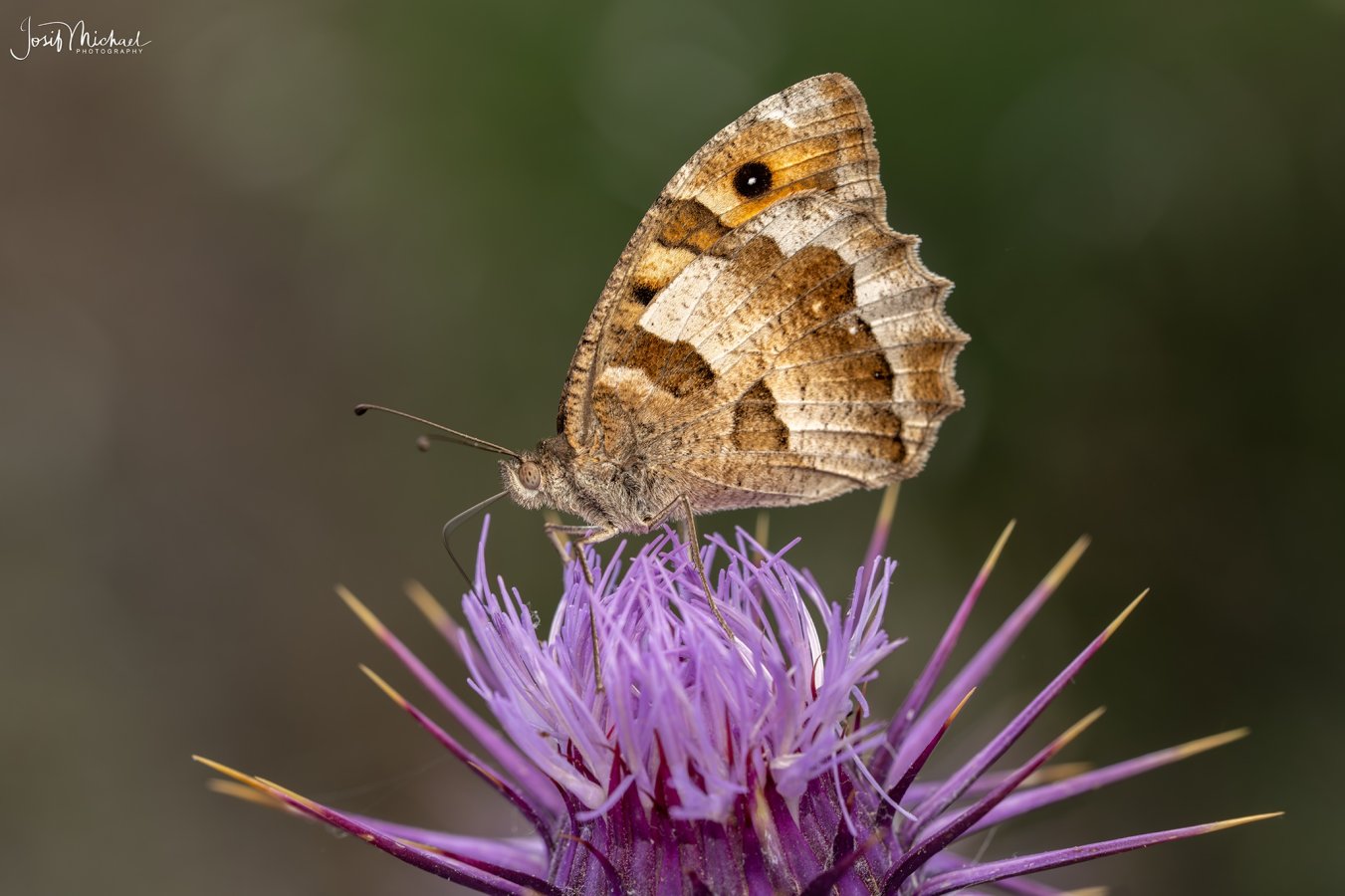 ARV00686-Edit web.jpg