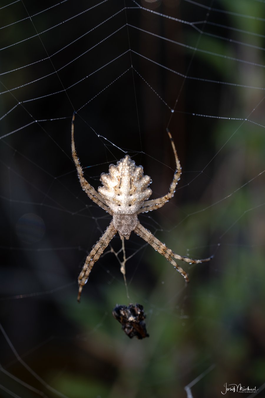 ARV00589-Edit web.jpg