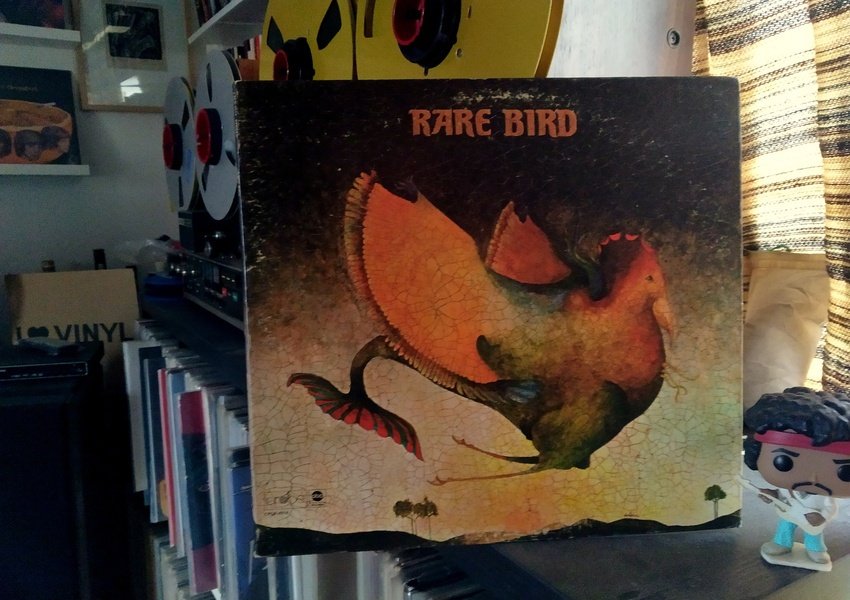 RARE BIRD.jpg