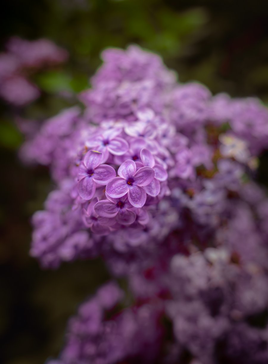 DSC07531.jpg