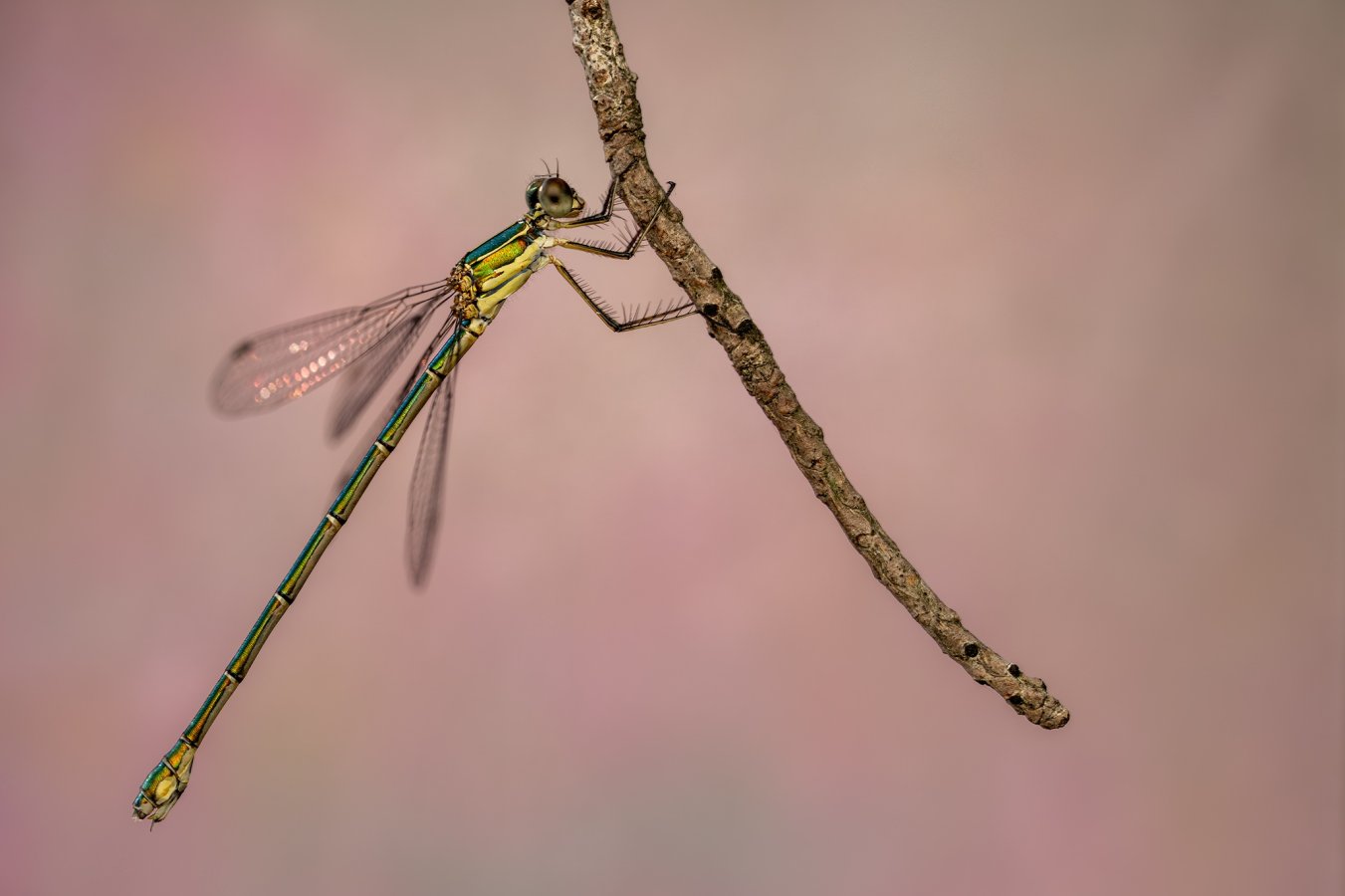 ARV01215-Edit web.jpg