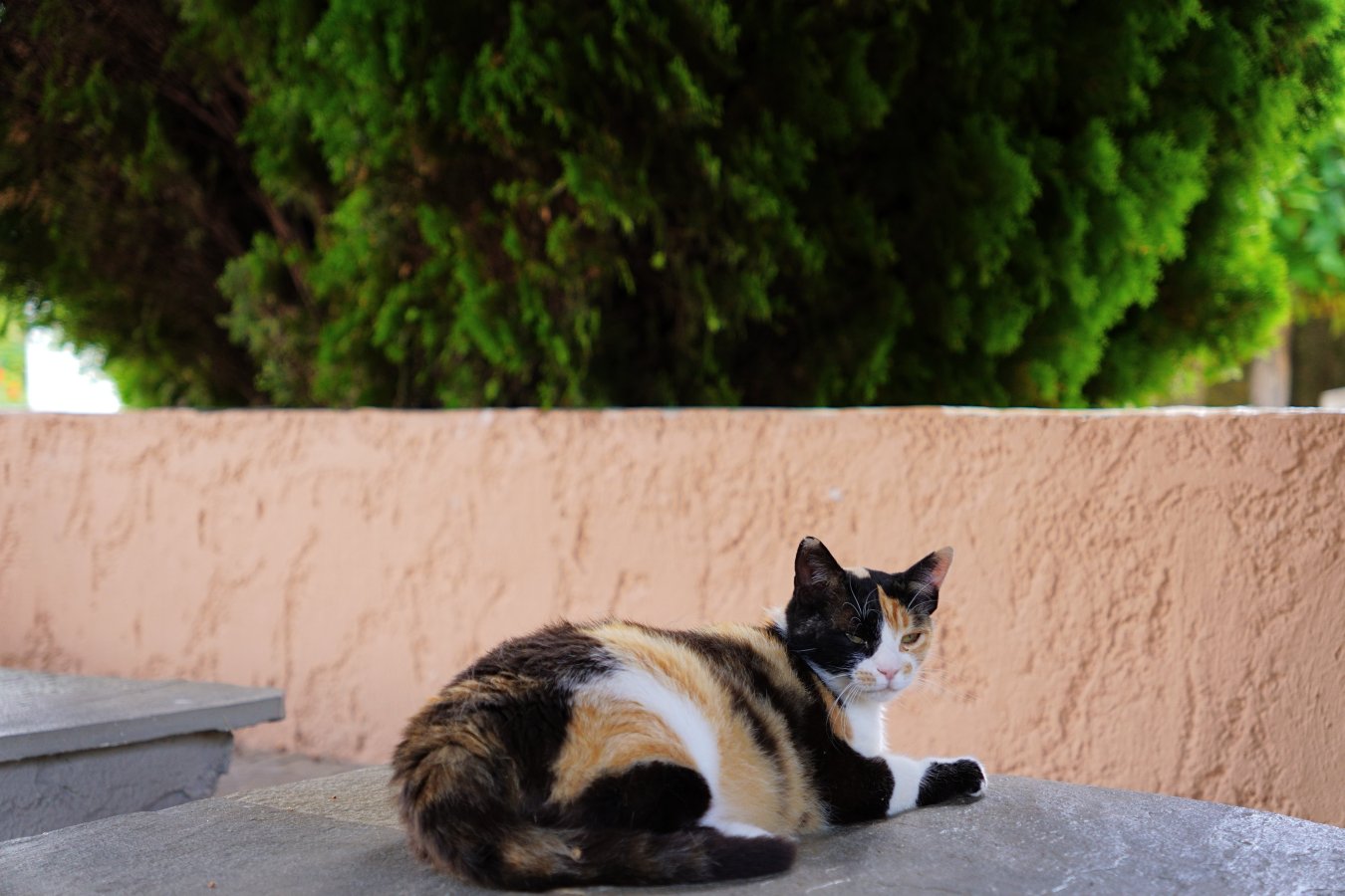 stray cat DSC04607.JPG