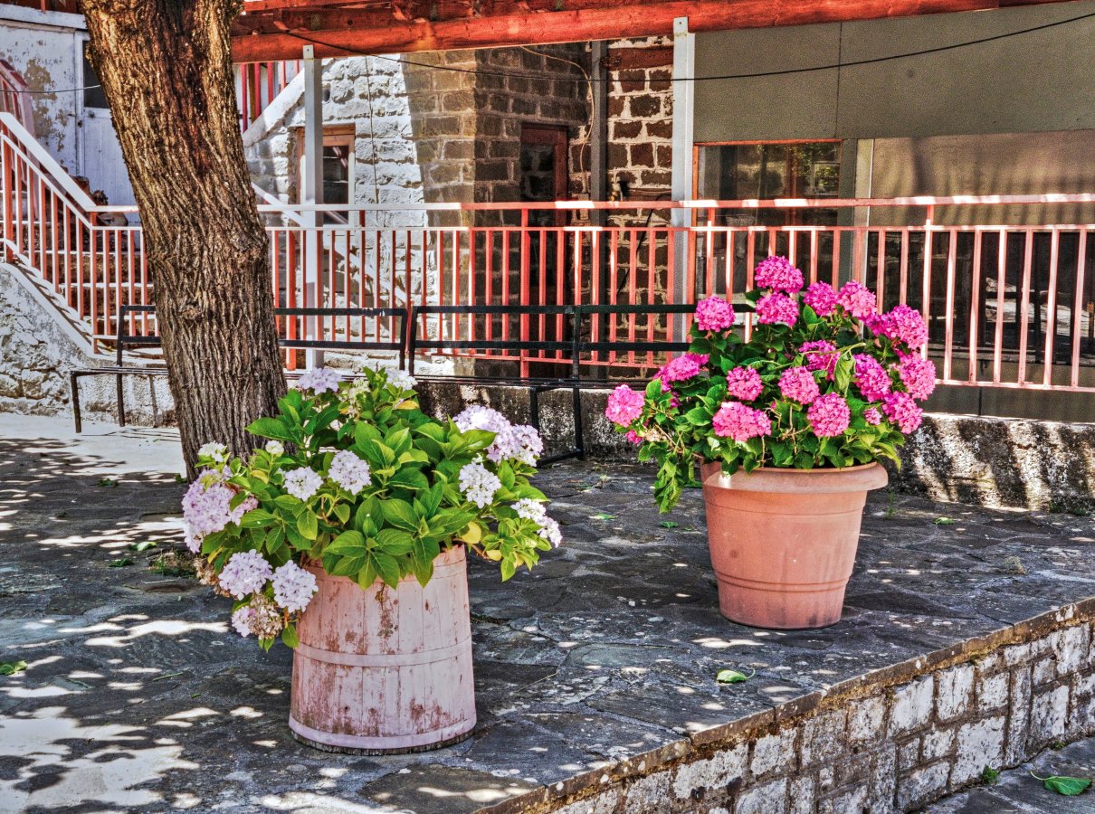 Summer flowers DSC04566.jpg