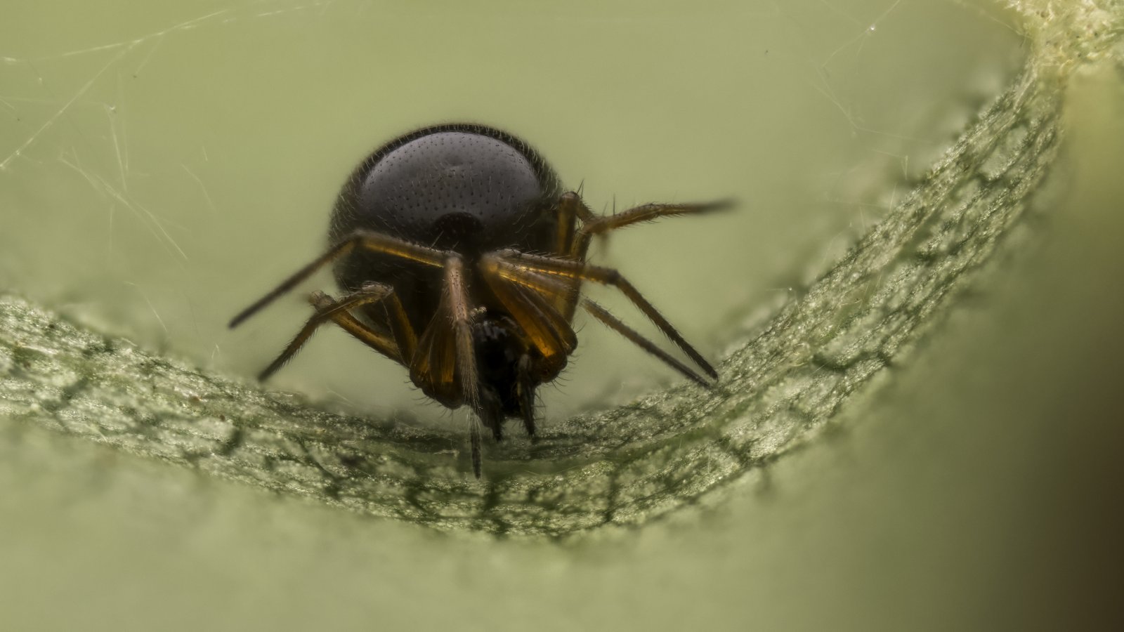 Orbspider-Edit.jpg