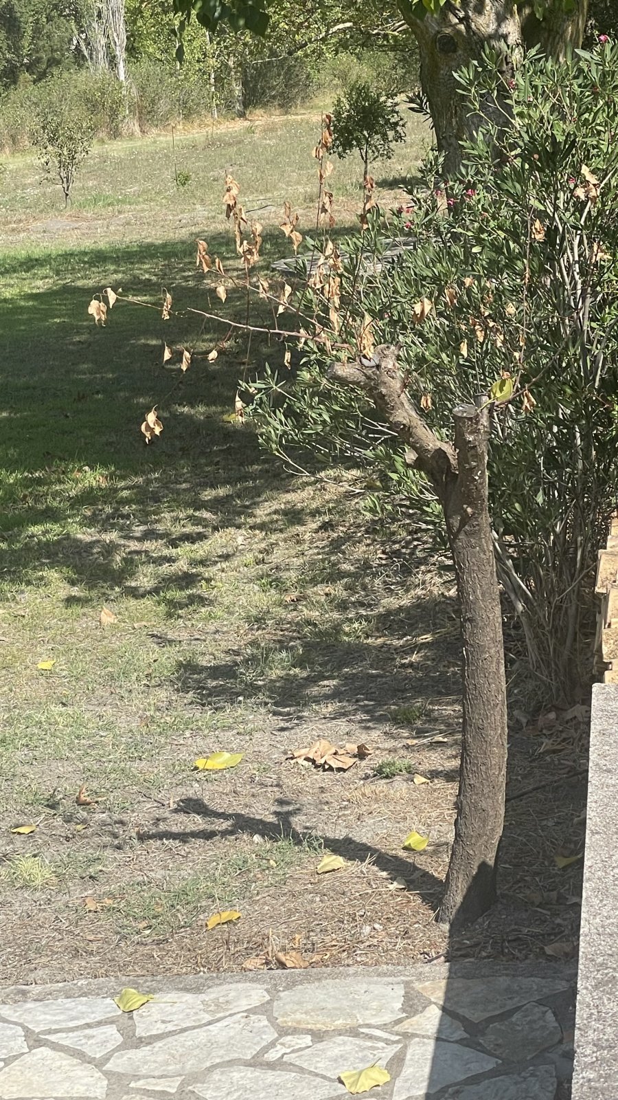 IMG_5340.jpeg