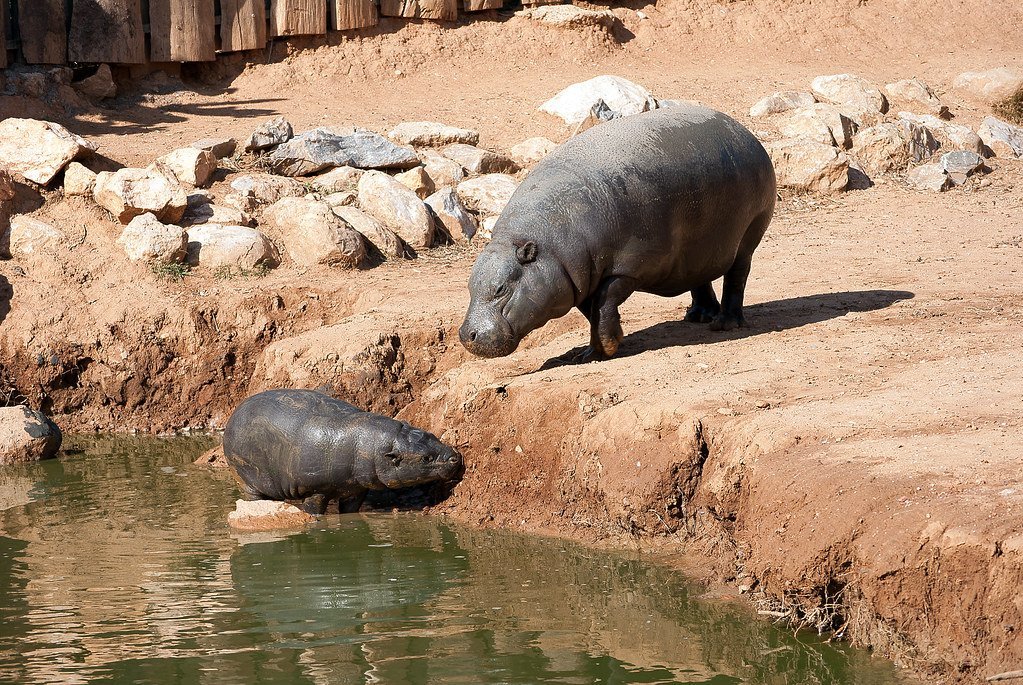ippop.jpg