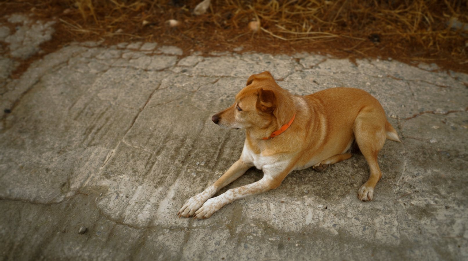 stray dog_2.jpg