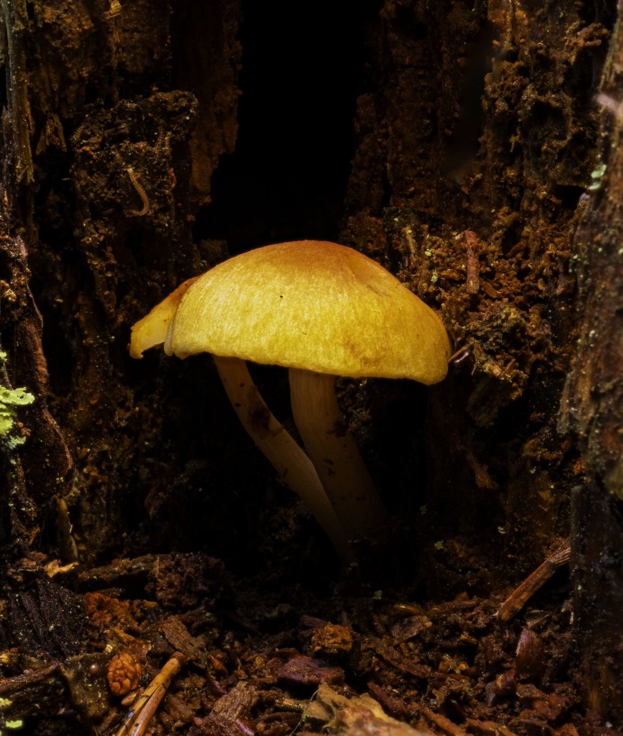 hidden.jpg