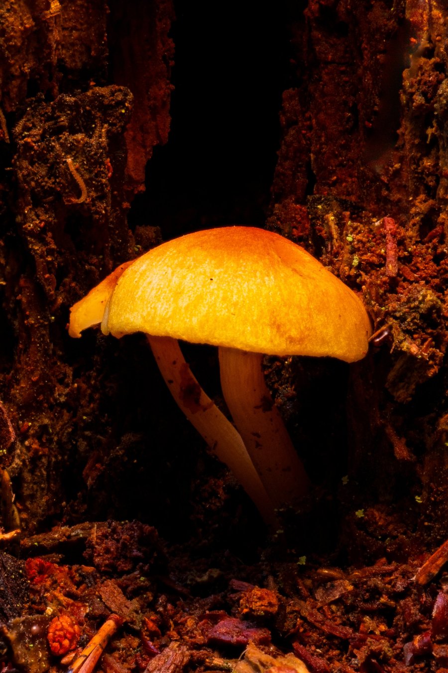 hidden2.jpg