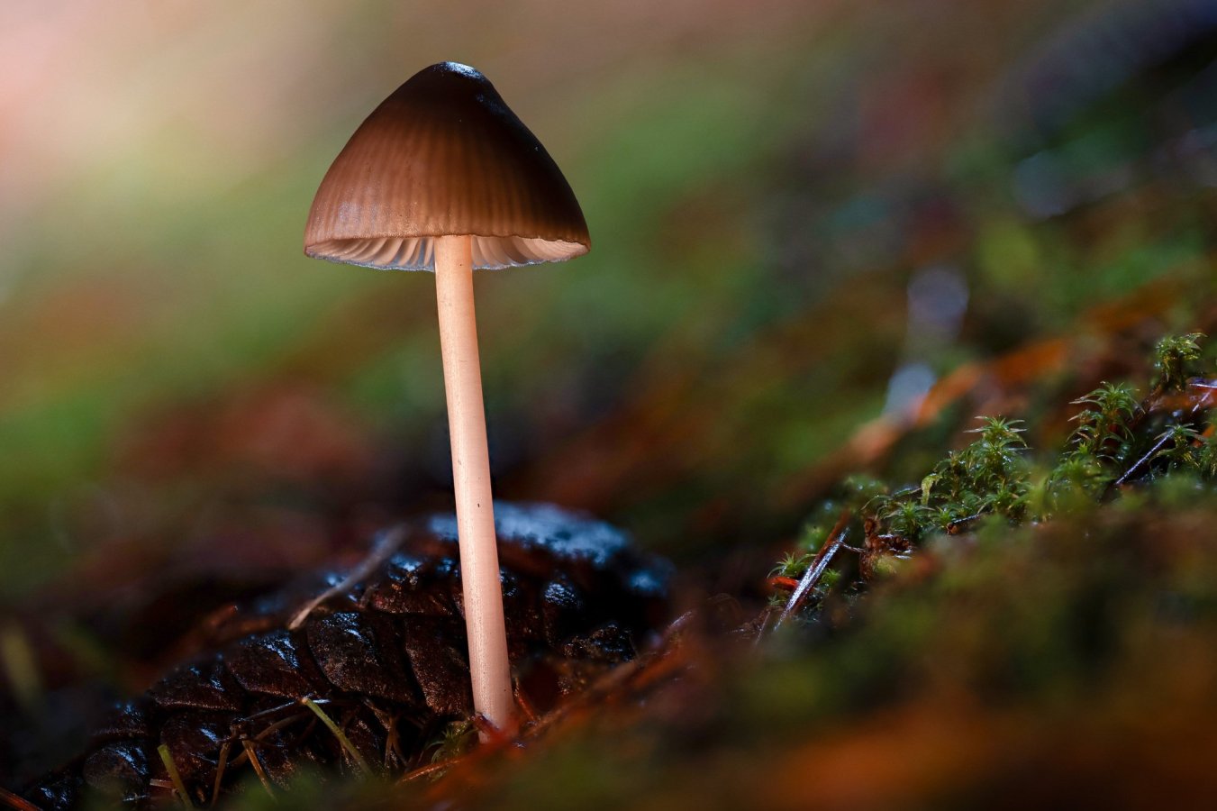 DSC_1487__.jpg